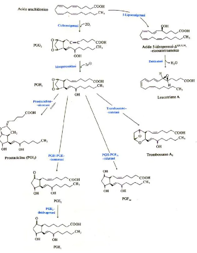 Figura 1 Derivati dell’acido arachidonico 