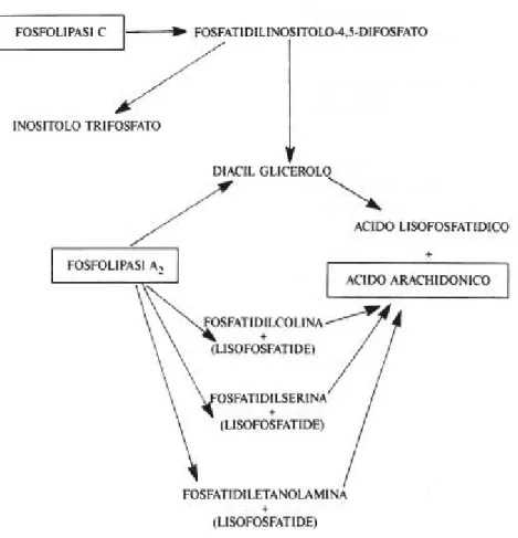 Figura 3  Siti di azione delle fosfolipasi della membrana piastrinica 
