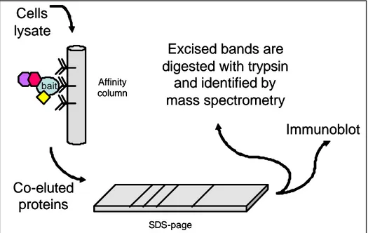 Figure 2 : Main steps of a co-immunoprecipitation experiment. 