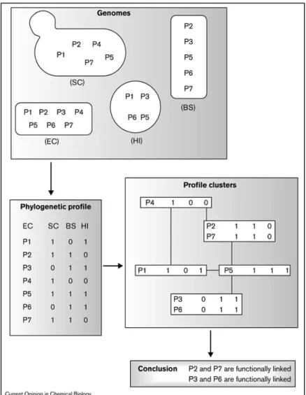 Figure 3 : Phylogenetic Profile method to detect protein functional interaction (Pellegrini  2001)