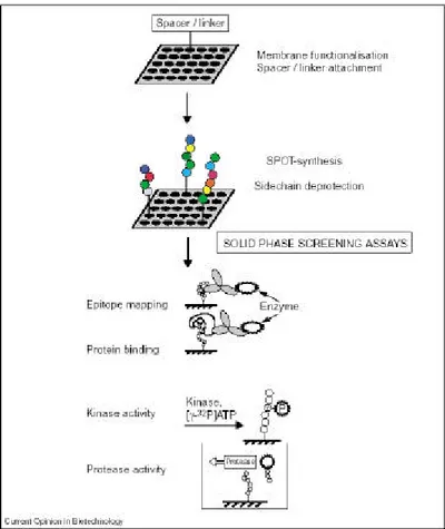 Figure 1: Different application of the SPOT-synthesis peptide arrays (Reineke et al.,  2001)