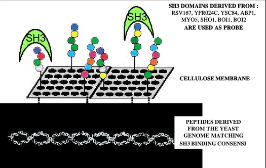 Figure 2 : Strategy to explore all SH3 mediated interaction in S. cerevisae. 