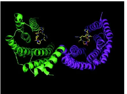 Figure 4  :  14-3-3 pocket showing a phosphopetide ligand bound to each monomeric  subunit