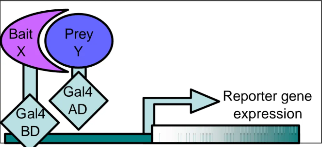 Figure 1 : Two hybrid mechanisms for protein interaction detection. When a polypeptide  fused to the binding domain interact with the one fused to the activation domain a reporter  gene is expressed