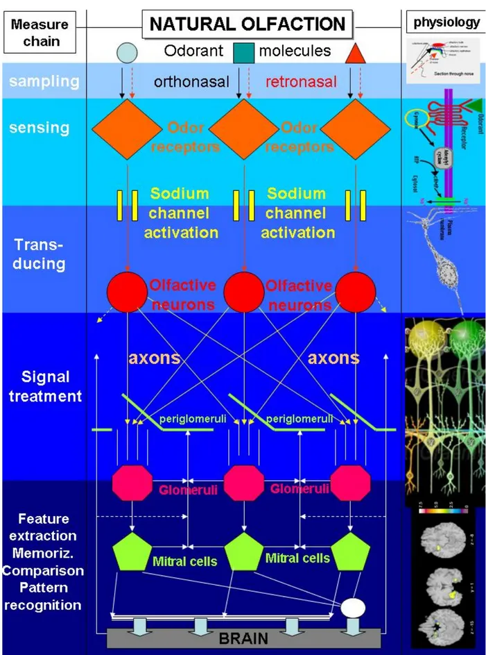 Fig. 1.2.2: ‘Flow chart’ of the natural olfaction system 