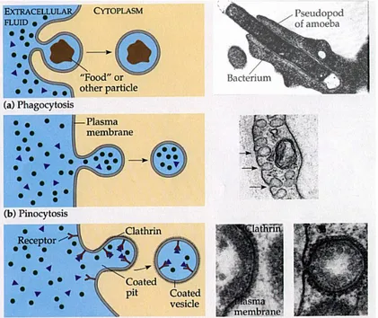 Figure 4. Different type of endocytosis pathways.