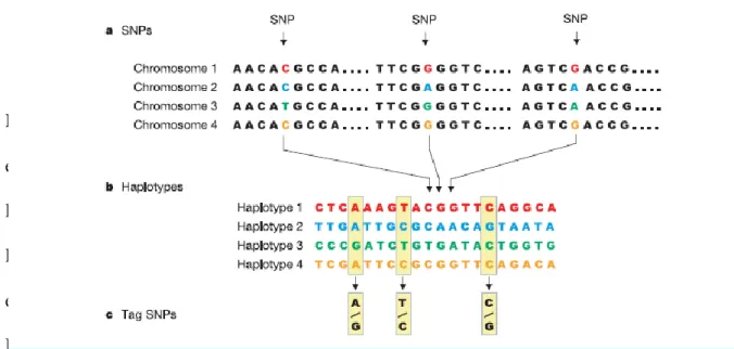 Figura 4: E‟ sufficiente la genotipizzazione dei tre Tag SNPs selezionati per caratterizzare tre interi blocchi in  disequilibrium  N e l l e D 