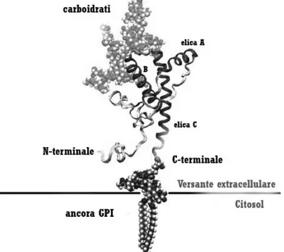 Fig. 1.3 – Struttura della proteina prionica cellulare  (denominata anche PrP C ) 