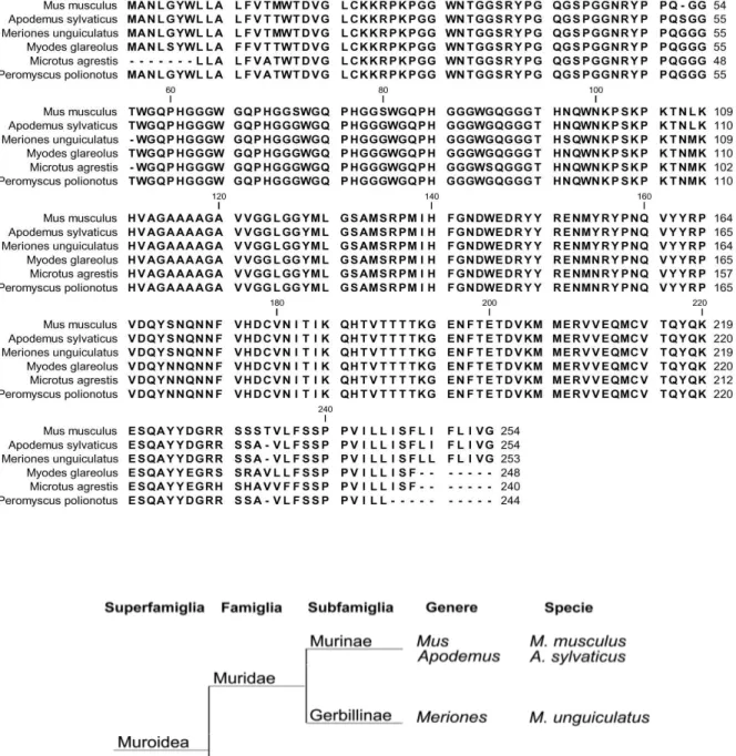 Fig. 3.2 – Sequenza della PrP C  delle specie di roditori utilizzate nel presente lavoro (in alto)