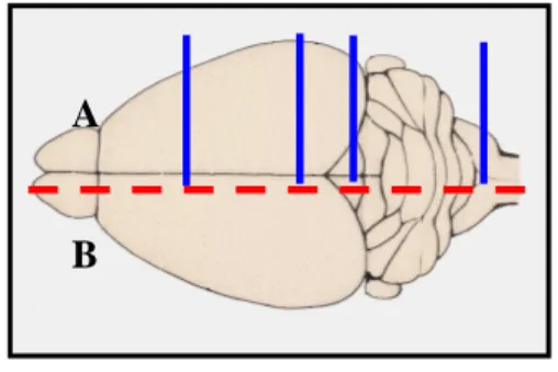 Fig. 3.2 – Procedura di sezionamento  del  cervello  (la  linea  tratteggiata  indica  il  piano  di  taglio  parasagittale)