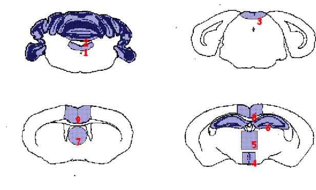 Fig. 3.3 – Sezioni di cervello selezionate per la lettura del profilo delle lesioni con  relative aree di sostanza grigia (vedi testo)