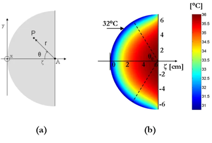 Figure 2.7: Normal breast modeled as a hemisphere: (a) Principal plane with coordinates in use; (b) Temperature distribution map, sagittal view.