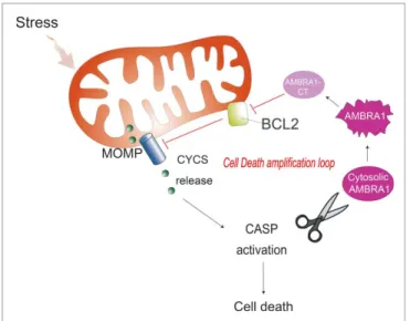Figure 6. (See previous page). The mutant form of cleaved AMBRA1 that cannot bind BCL2 loses its proapoptotic effect during cell death
