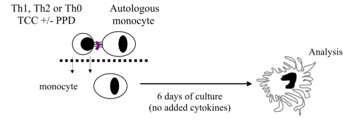 Fig. 9 Schematic representation of the transwell culture system adopted. 