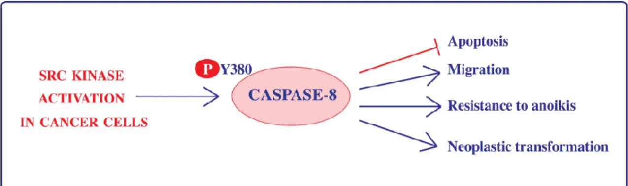 Figure 1. Src kinase-dependent phosphorylation on Tyr380 rewires Caspase-8 functionality in cancer  cells