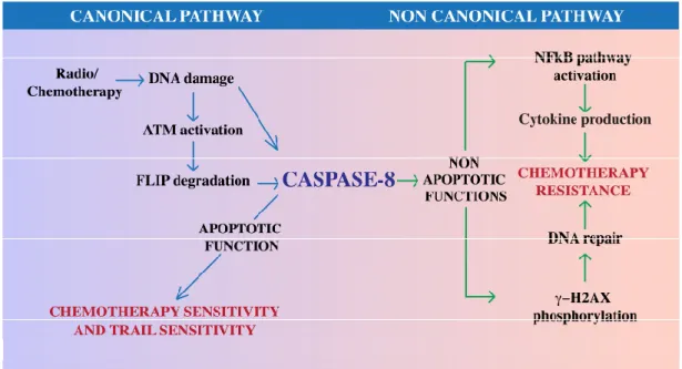 Figure 2. Role of Caspase-8 in cancer therapy. Caspase-8 may modulate the response to therapeutic  approaches  through  canonical  and  non-canonical  functions