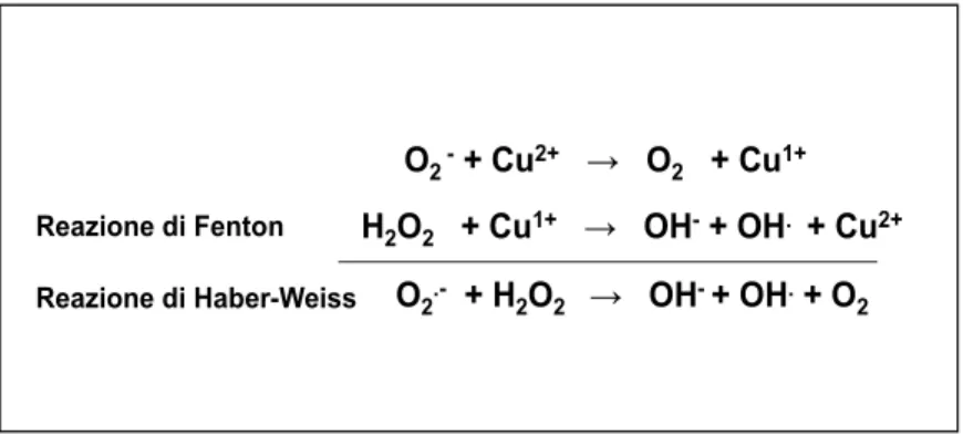 Figura 1. Rappresentazione schematica delle reazioni osidoriduttive di Fenton ed  Haber-Weiss che vedono il coinvolgimento dell’attività catalitica del rame