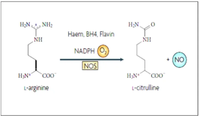 Figura 2. Reazione catalizzata dalle ossido nitrico sintasi (NOS) che vede la formazione  di ossido nitrico (NO) dalla conversione di L-arginina in L-citrullina