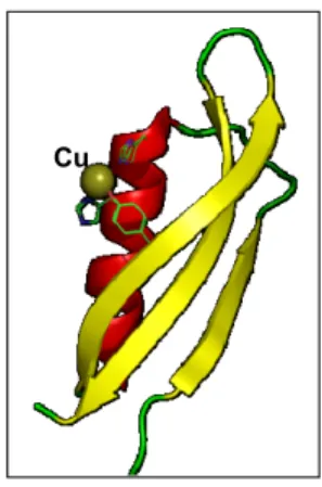 Figura 6. Il dominio di legame per il rame (CuBD) all’N-terminale della proteina  precursore del β-amiloide (APP) è formato da un’α-elica e tre foglietti β