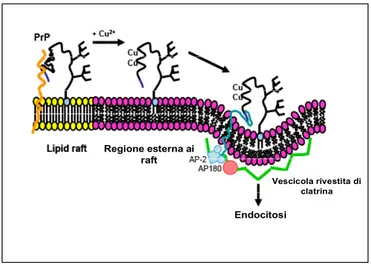 Figura 8. Meccanismo di internalizzazione di PrP a seguito del legame con il rame,  proposto da Taylor (Taylor et al., 2005)