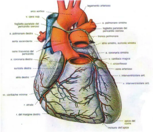 Figura 3 Superficie anteriore del cuore e dei grossi vasi. 