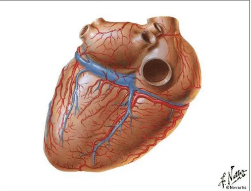Figura 2: Parete diaframmatica del cuore (da Netter FH. Atlante di anatomia umana  Ciba ed
