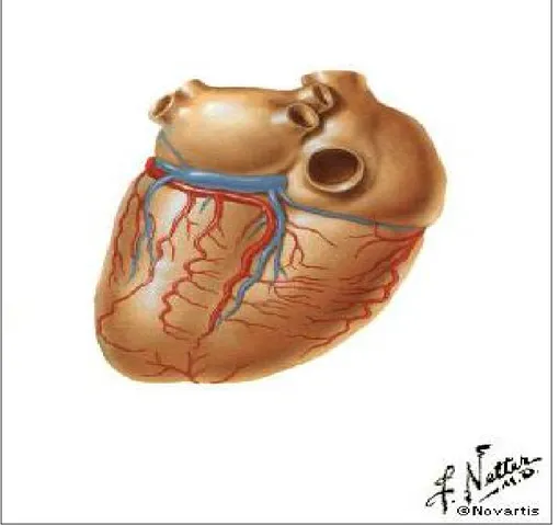Figura 3. Arteria discendente posteriore che deriva dal ramo circonflesso dell'arteria  coronaria di sinistra (da Netter FH