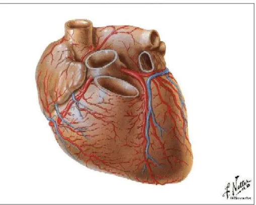 Figura 1. Faccia sterno-costale del cuore (da Netter FH. Atlante di anatomia umana  Ciba ed