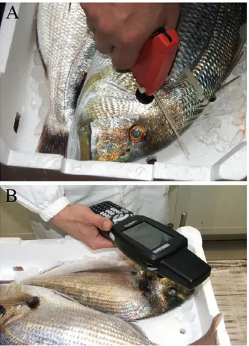 Figure 1: A. Application of a RFID tag on the operculum of Sparus  aurata. B. Inquiring RFID tag at the local fish market