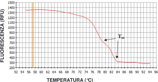 Fig. 2.4 (A) Rappresentazione della curva di Melting di due diversi amplificati con differenti Tm
