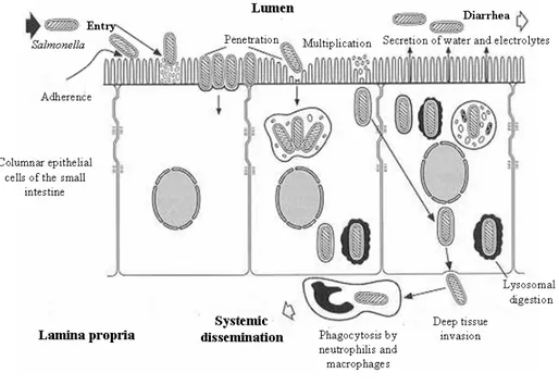 Figure 1: Pathogenetic mechanism in Salmonella infection. 