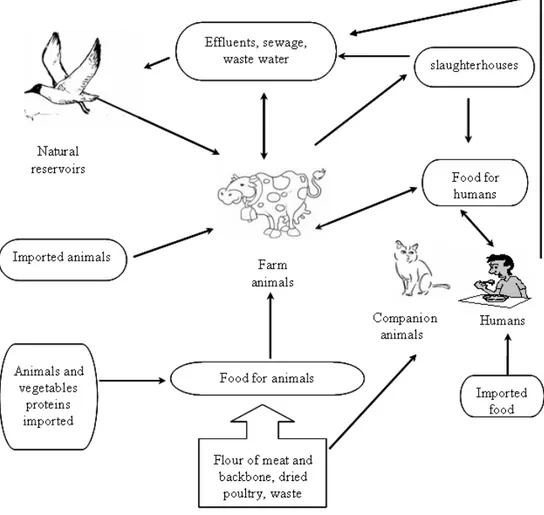 Figure 2: Epidemiological cycle of Salmonella (this thesis). 