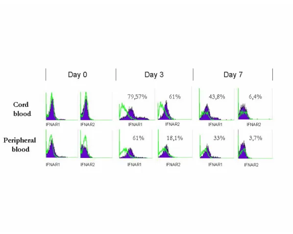 Figure  2.Time-course  analysis  of  IFNAR1  and  IFNAR2  subunit  surface  expression  on  APB  and CB  monocytes  during  the  course  of  their  in  vitro  differentiation