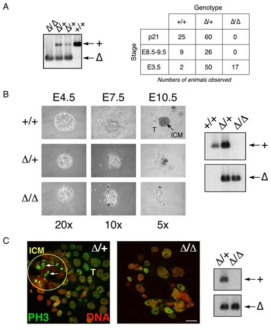 Figure 2. Embryonic Lethality of BUB1 D/D Embryos
