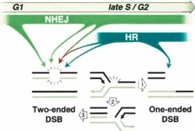 Figure 6. Relative contribution of NHEJ and HR in repair of DSBs. See text for details.