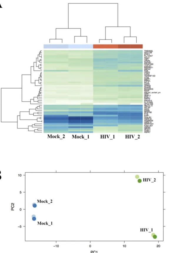 Figure 1. Viral infection globally alters gene expression profiles in CD4 + T cells. (A) Hierarchical clustering by gene expression using the 50 most variant genes