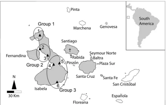 Fig. 2    Sampling locations and  sample sizes (n) for Conolophus  subcristatus in Isabela Island: 