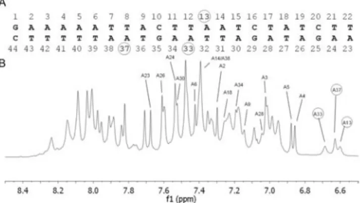 Figure 3. NMR spectrum of a 22-bp DNA fragment containing H-NS targets. (A) Sequence of the 22-bp DNA fragment used for NMR  spec-troscopy corresponding to the virF promoter from −34 to −55