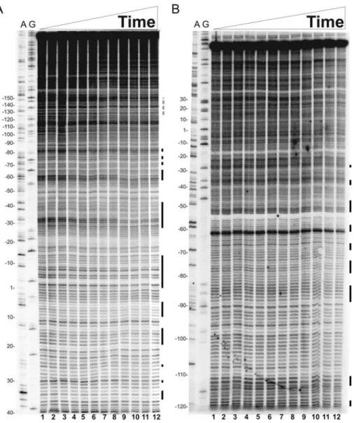 Figure 4. Time-resolved hydroxyl radical H-NS footprinting experiments on site I. Time-resolved hydroxyl radical H-NS footprinting analysis of the coding (A) and non-coding (B) strands corresponding to binding site I of the virF promoter