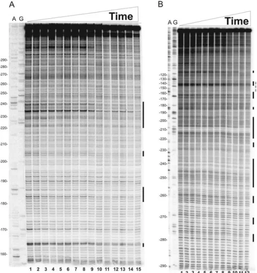 Figure 6. Time-resolved hydroxyl radical footprinting experiments on site II. Time-resolved hydroxyl radical H-NS footprinting analysis of the coding (A) and non-coding (B) strands corresponding to binding site II of the virF promoter