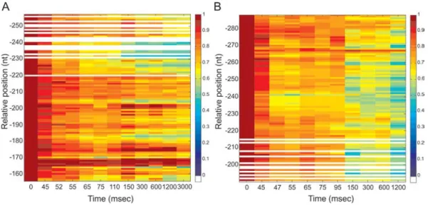 Figure 7. Quantification of H-NS protections detected by footprinting analysis on site II of the virF promoter