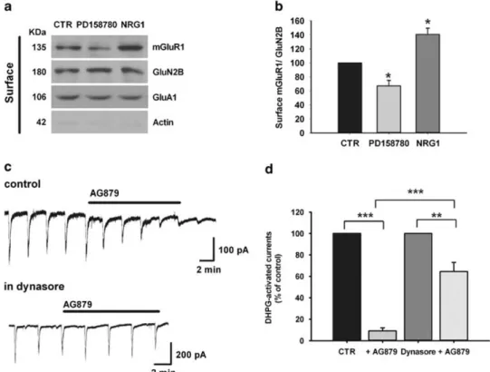 Figure 5. Neuregulin 1 (NRG1) activates phosphatidylinositol 3-kinase-Akt-mammalian target of rapamycin (PI3K-Akt-mTOR) pathway, which is essential to metabotropic glutamate receptor 1 (mGluR1) function in substantia nigra pars compacta (SNpc) dopaminergic