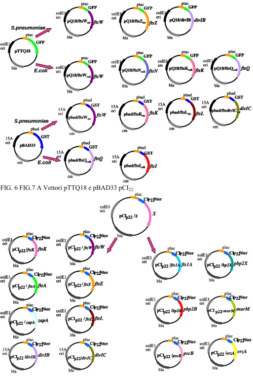 FIG. 6 FIG.7 A Vettori pTTQ18 e pBAD33 pCI 22 