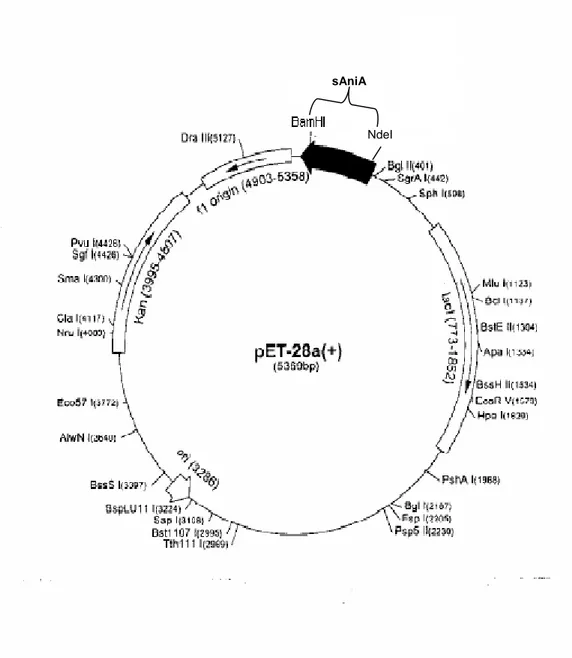 Figura 12. Struttura del pET-28a ricombinante contenente sAniA e il gene “kan” 