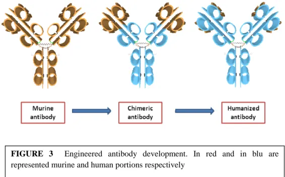 FIGURE  3    Engineered  antibody  development.  In  red  and  in  blu  are  represented murine and human portions respectively 
