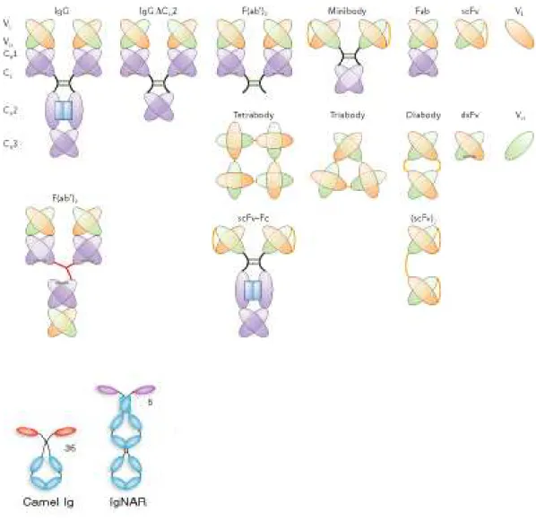 FIGURE  7  Different  engineered  antibody  fragments.  The  modular  domain  architecture  of  immunoglobulins  has  been  exploited  to  create  a  growing  range  of  alternative antibody formats that spans a molecular-weight range of at least 12–150  k