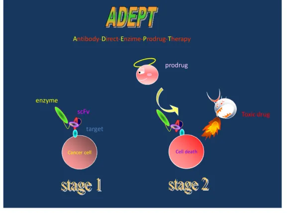 FIGURE 10   ADEPT strategy. A prodrug activated by the enzyme is given when the  enzyme has cleared from the circulation but is retained in the tumor, so that active drug  is generated selectively in the cancer 