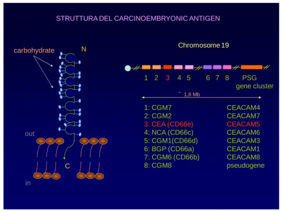 Figure 12. CEA structure and genome organization of the CEACAM genes 