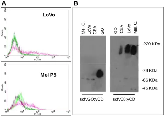 Figure  16.  Specificity  of  the  scFvE8:yCD  fusion  protein.  In  the  upper  part  of  the  figure  3  (panel  A),  the  flow-cytometry  profiles  representing  the  binding  level  of  the  scFvE8:yCD  (red  line),  the  irrelevant  scFvGO:yCD  (black