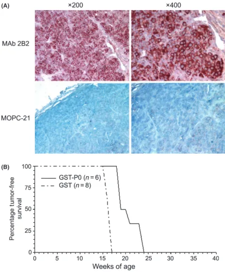 Fig. 3. C-22 P0 expression in invasive carcinoma of BALB-neuT mice and delay of neu-mediated mammary carcinoma growth by vaccination of BALB-neuT mice with xenogeneic human P0